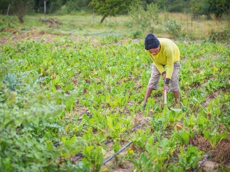 Lady farmer in Africa in field of crops watering plants